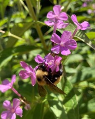 Bombus nevadensis
