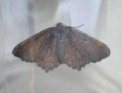 Macaria transitaria resinosae