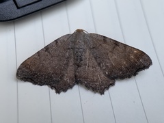 Macaria transitaria resinosae