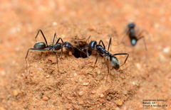 Iridomyrmex lividus
