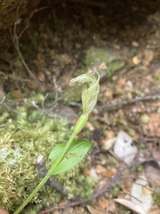 Pterostylis scabrida