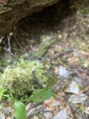 Pterostylis scabrida