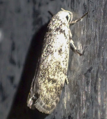 Lichenaula onychotypa