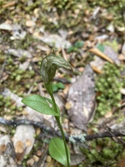 Pterostylis scabrida
