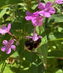 Bombus nevadensis