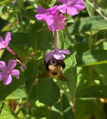 Bombus nevadensis