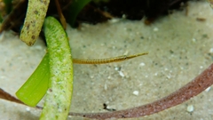 Stigmatopora nigra