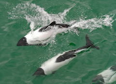 Cephalorhynchus commersonii