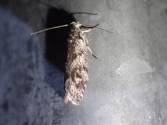 Lichenaula onychotypa