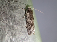 Lichenaula onychotypa