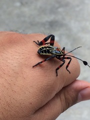 Pachylis acutangulus