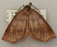 Metarranthis duaria