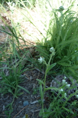 Cryptantha echinella