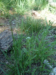 Cryptantha echinella