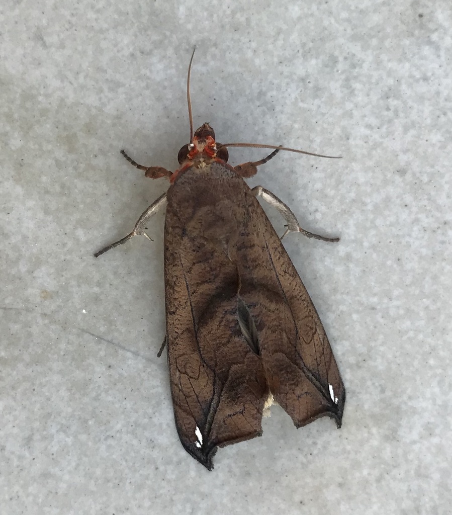 Oraesia argyrosigna