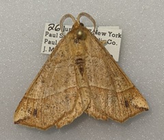 Euchlaena tigrinaria