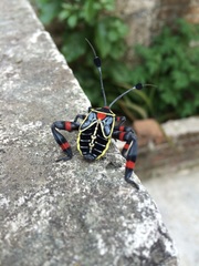 Pachylis acutangulus