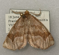 Metarranthis hypochraria