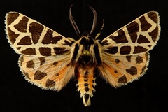 Apantesis nevadensis