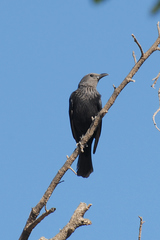Onychognathus tristramii