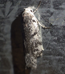 Lichenaula onychotypa