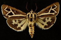 Apantesis williamsii