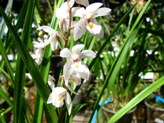 Koellensteinia