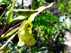 Phragmipedium