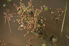 Juncus oxycarpus