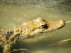 Caiman crocodilus