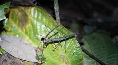 Ocnophiloidea regularis