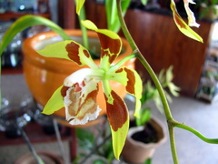 Orchidaceae