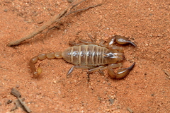Urodacus armatus
