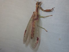 Ditaxis meridiei