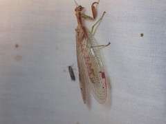 Ditaxis meridiei