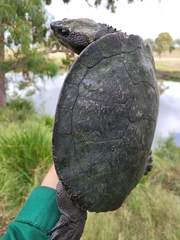 Myuchelys bellii