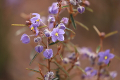 Seringia cacaobrunnea