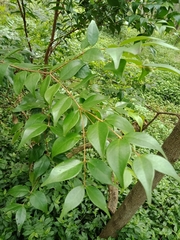 Syzygium luehmannii
