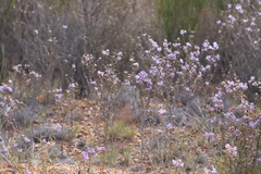 Seringia cacaobrunnea