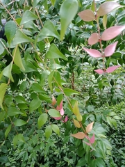 Syzygium luehmannii
