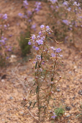 Seringia cacaobrunnea