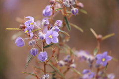 Seringia cacaobrunnea