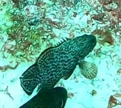 Cephalopholis cruentata