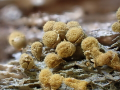Hemitrichia montana