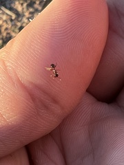 Pheidole crassicornis