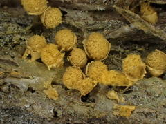 Hemitrichia montana
