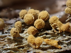 Hemitrichia montana