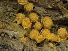 Hemitrichia montana