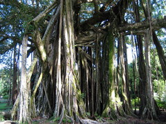 Ficus prolixa