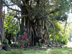 Ficus prolixa